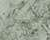 Fern