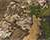 Realtree Apx